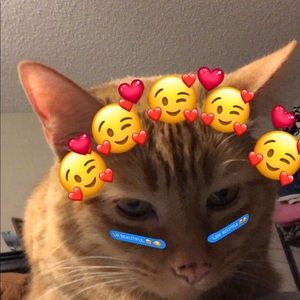 Meet your Posher, Diana